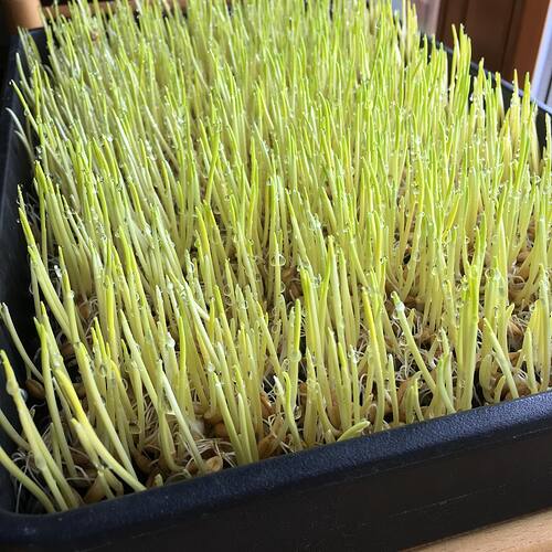 89298362_10215814843265853_573149379762847744_n