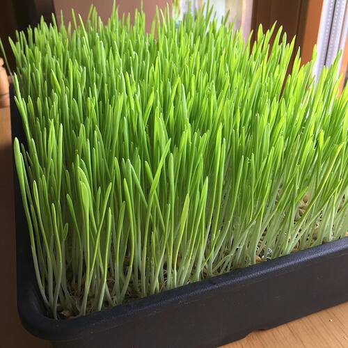 87361907_10215814843705864_3687815708126740480_n