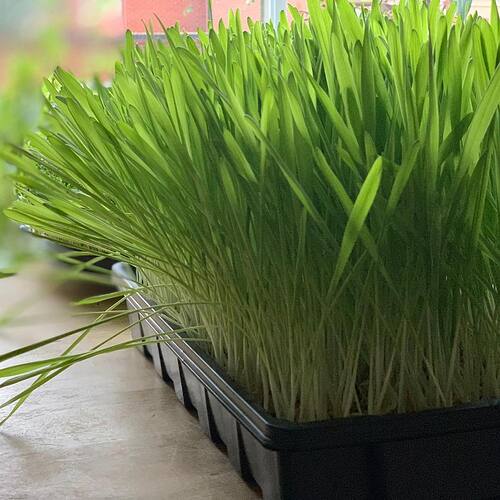 89171526_10215814844105874_6571738951487324160_n