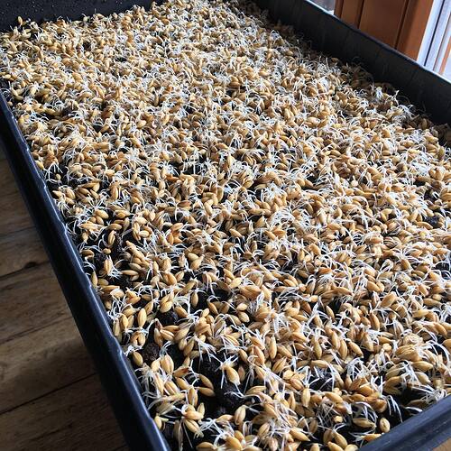 89551251_10215814842265828_5255632762924171264_n